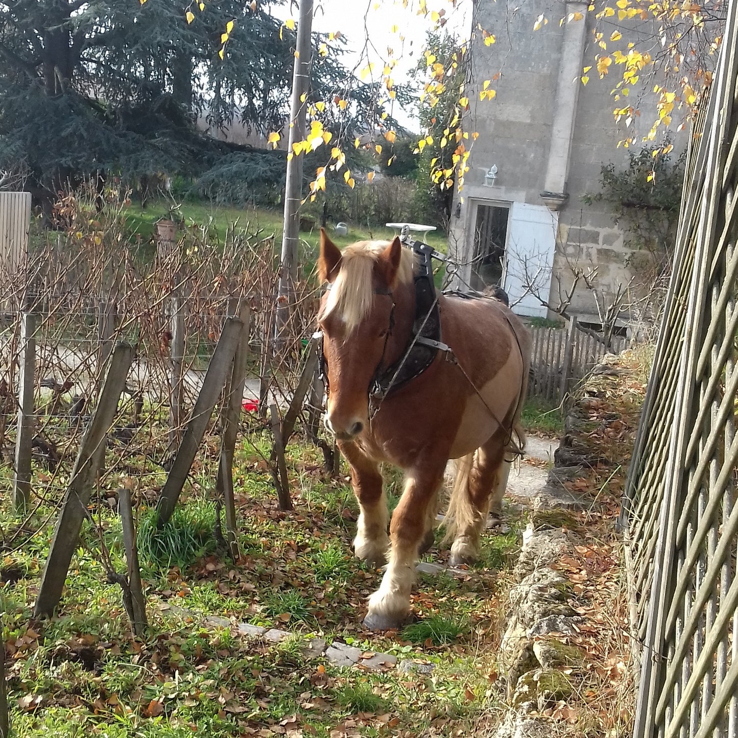 Clos Romanile 2019