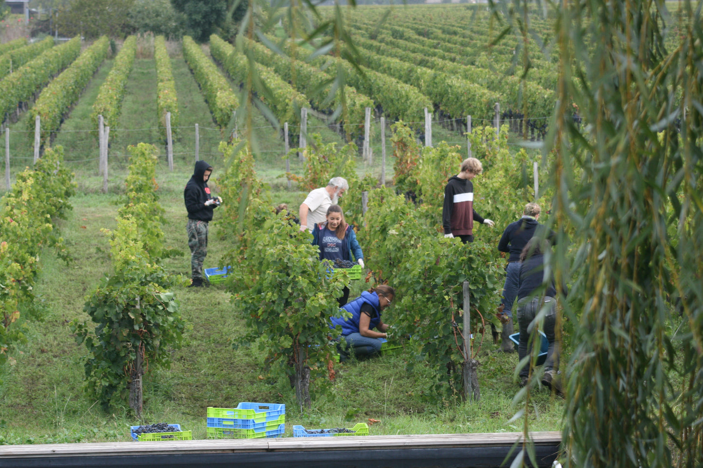 Clos Romanile 2019